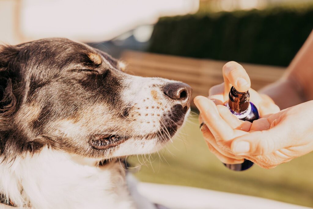 Bea Holzmann bietet zertifizierte energetische Begleitung für Hunde und Pferde in Tirol mit CRT-4-Pets, Aromatherapie und ganzheitlicher Tierenergetik Tirol – besonders für Stresshunde, nervöse Tiere und Tiere aus dem Tierschutz.