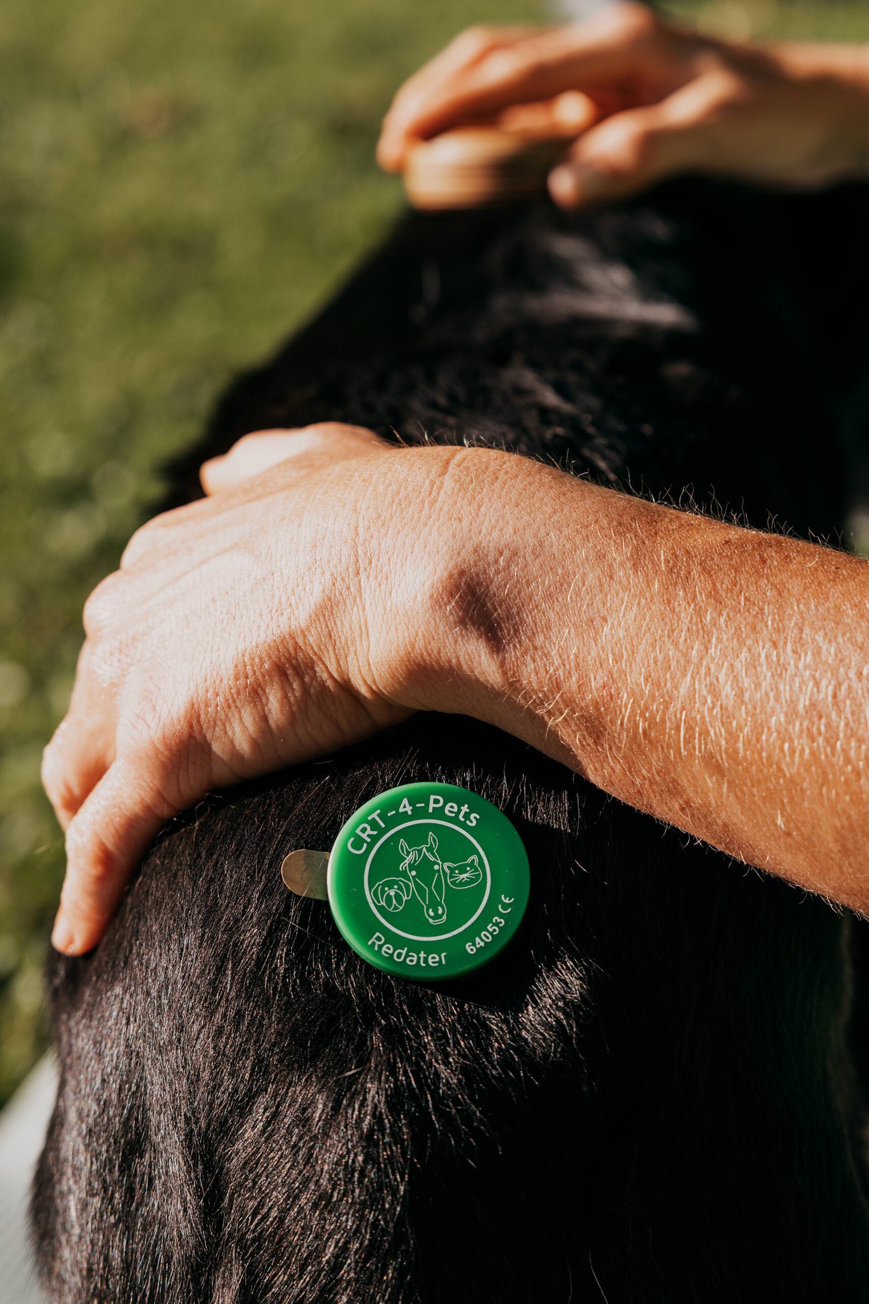 Bea Holzmann begleitet Hunde und Pferde mit zertifizierter Tierenergetik Tirol, CRT-4-Pets und Aromatherapie – energetische Begleitung für Stresshunde, Angst, Nervosität und sensible Tierschutz-Tiere