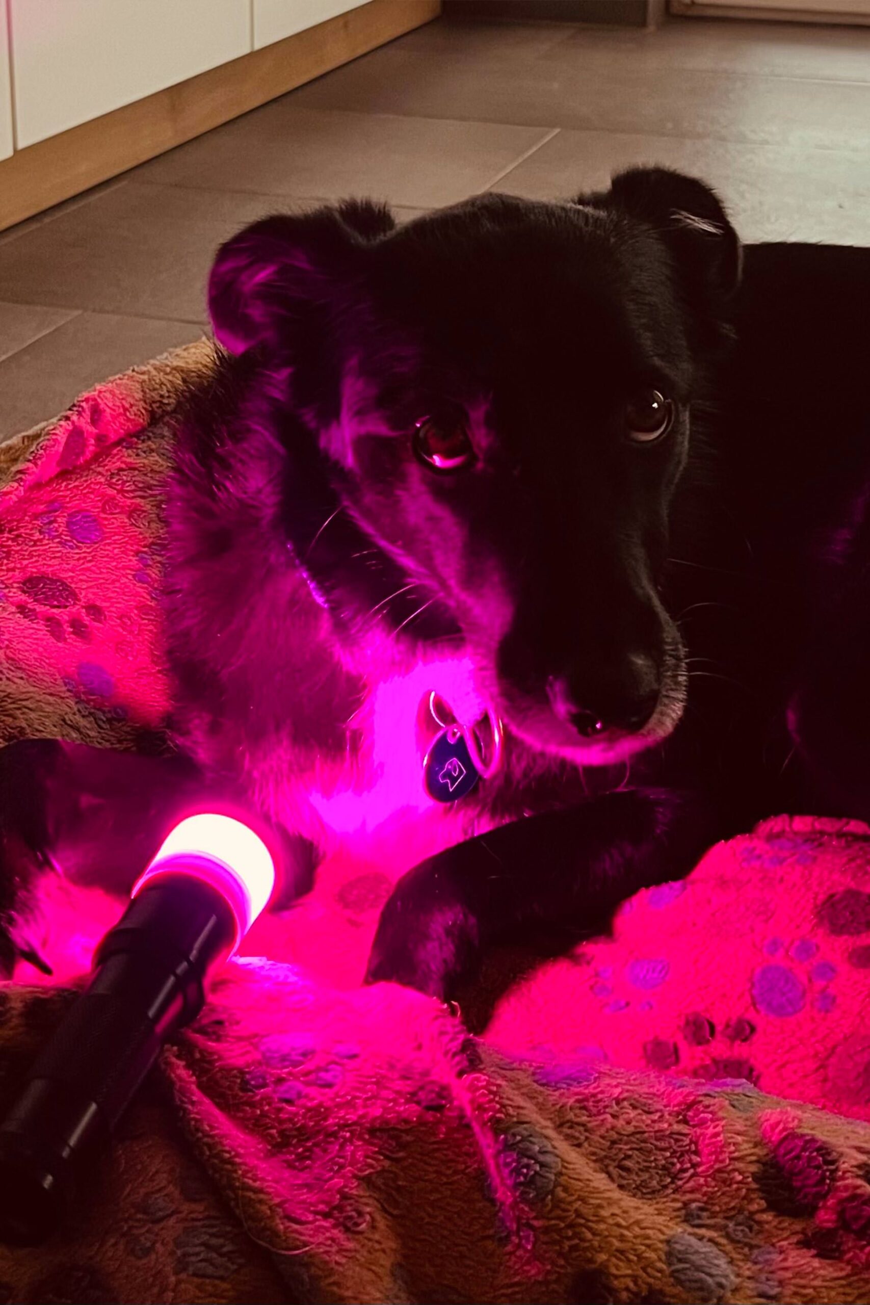 Die Farblichtanwendung für Hunde bei Bea Holzmann in Tirol ist eine sanfte energetische Methode zur Förderung von Ruhe, Balance und Wohlbefinden. Über feine Lichtfrequenzen wird das Energiesystem des Hundes harmonisiert und der natürliche Energiefluss unterstützt. Besonders geeignet für sensible, nervöse oder gestresste Hunde sowie zur begleitenden Unterstützung von Bewegungsabläufen.