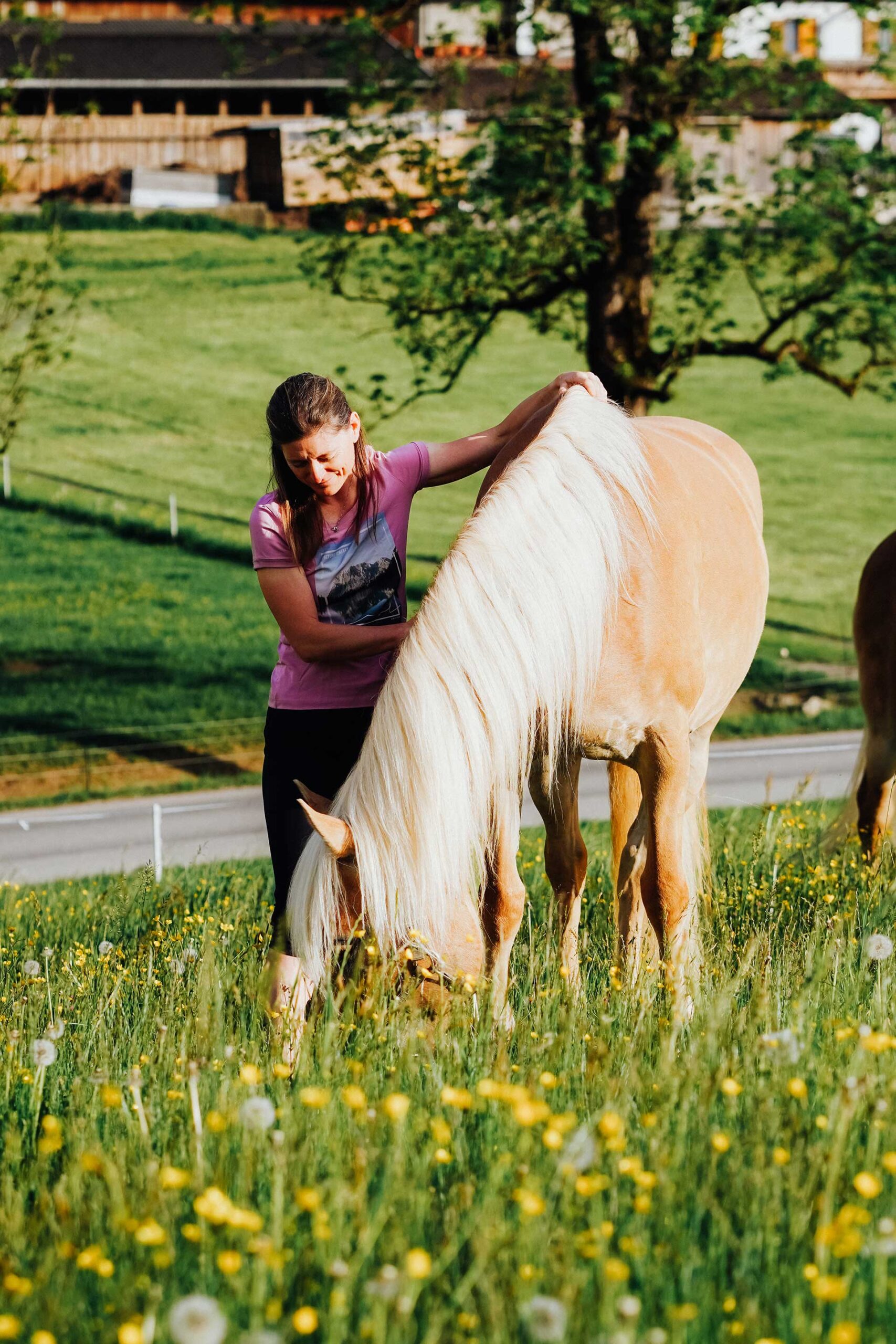 Die energetische Begleitung für Pferde bei Bea Holzmann in Tirol unterstützt Ruhe, Balance und Wohlbefinden auf feinstofflicher Ebene. Mit Cranio Sacral Balancing, Kinesiologie, Aromaanwendungen und Farblicht werden Bewegungsfluss, Körperwahrnehmung und innere Stabilität sanft begleitet. Ideal für sensible, gestresste, ältere oder sportlich geforderte Pferde sowie Pferde aus dem Tierschutz.